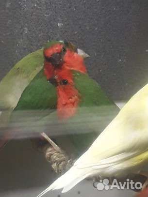 Амадины кпа