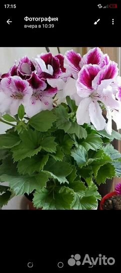 Пеларгрния к 8 марта с доставкой