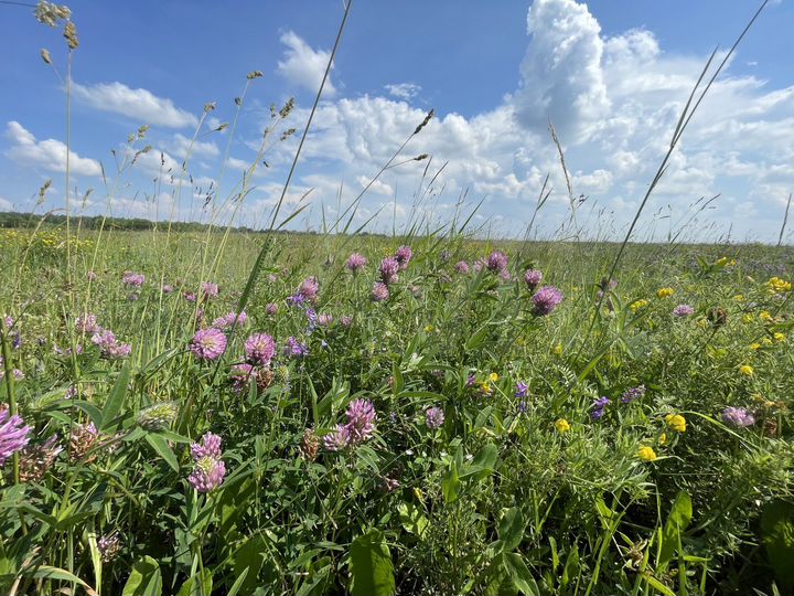 Участок 6,5 сот. (ИЖС)