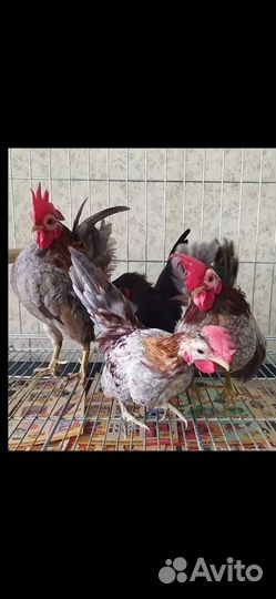 Петушок малазийской серамы