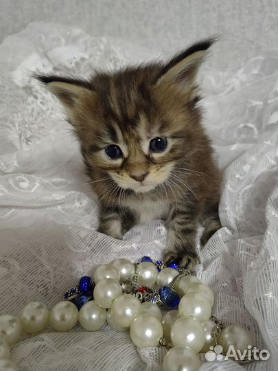 Котята мейн-куна