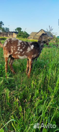Англо нубийская коза дойная, козел и козлята