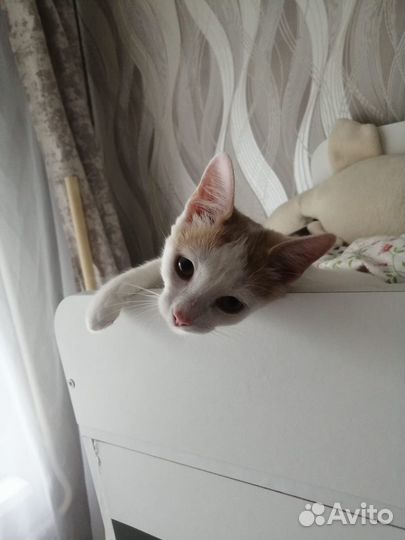 Котенек мальчик 4 месяца