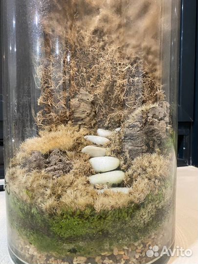 Автономный террариум