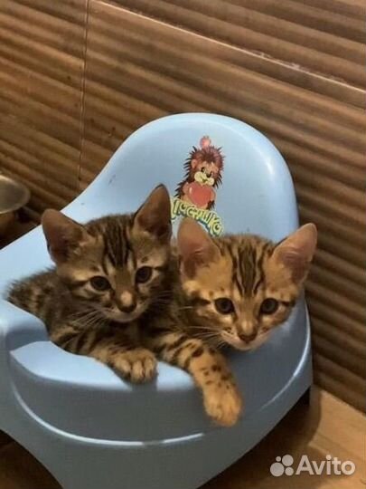 Бенгальские котята