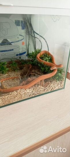 Маисовый полоз