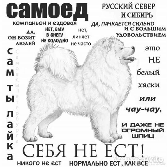 Собаки щенки самоед