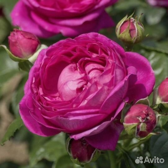 Роза Анушка (1 саженец)