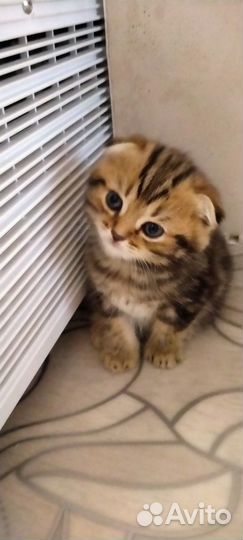 Шотландская кошечка