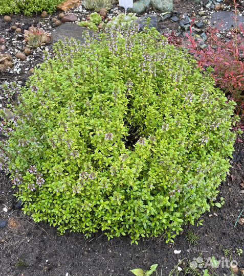 Тимьян (чабрец) ползучий