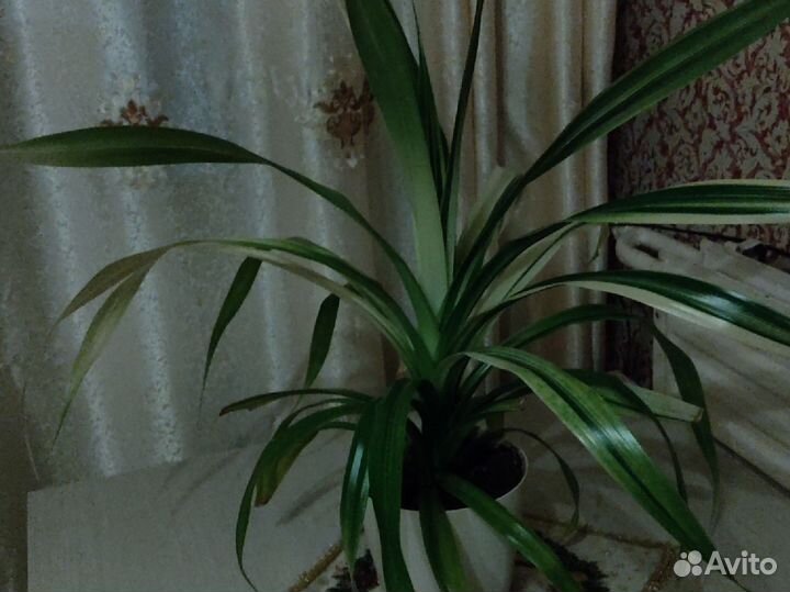 Пальма панданус