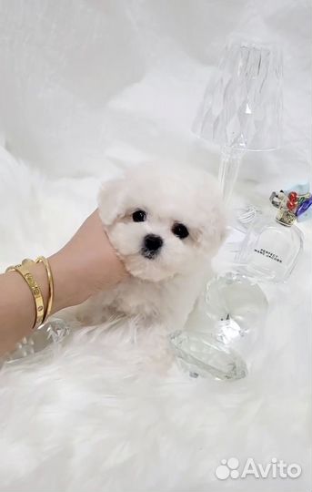 Девочка mini бишон Корея