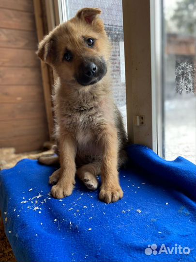 Щенок Лаврик