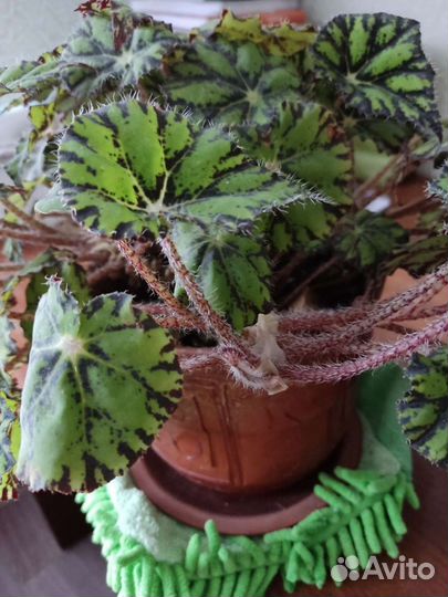 Комнатные цветы