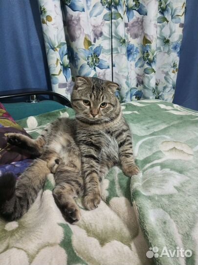 Шотландский кот вязка