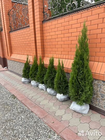 Туя смарагд