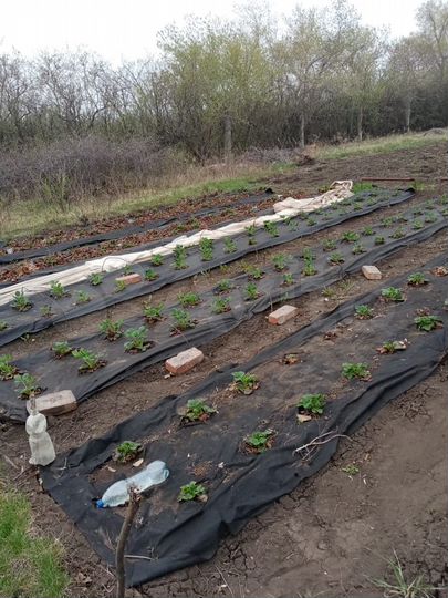 Участок 7,3 сот. (СНТ, ДНП)