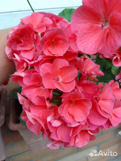 Пеларгония герань