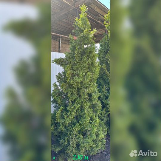 Туи от 2м