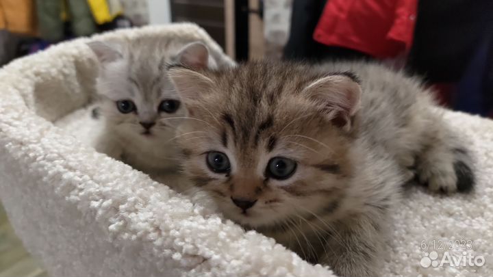 Шотландские котята