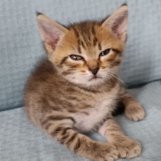 Котёнок в добрые руки