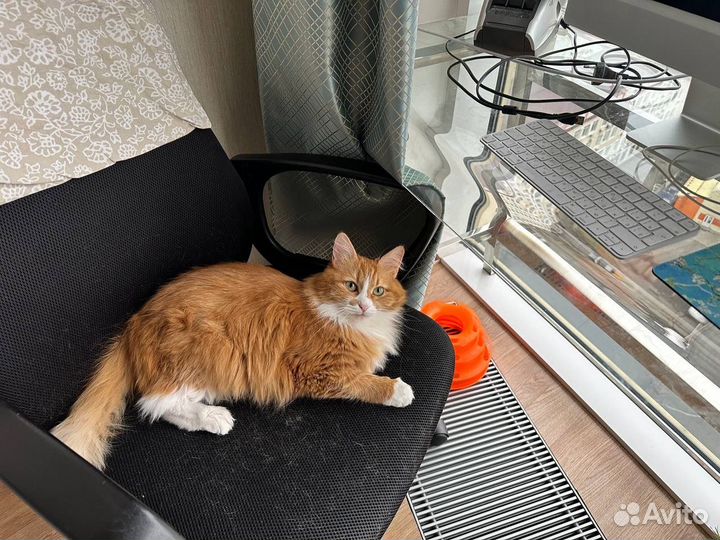 Потерялась кошка