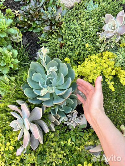 Суккуленты редкие набор садик флорариум