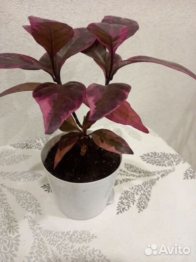 Псевдоэрантемум