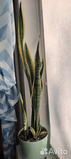 Сансевиерия лауренти