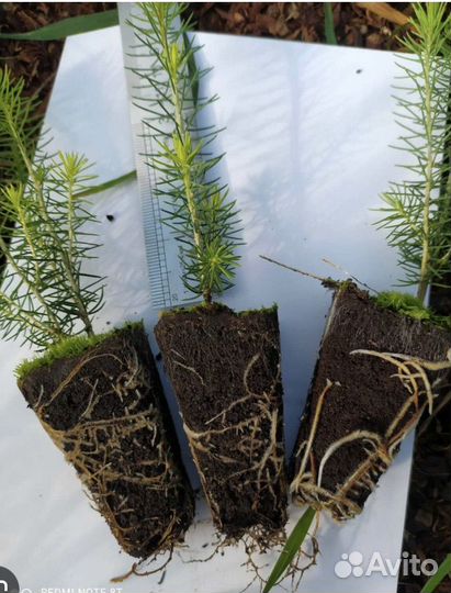 Сеянцы сосны, ели. зкс