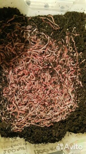 Черви для рыбалки,кокон,малёк дендробена, маточник