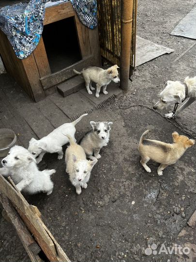 Щенки хаски бесплатно