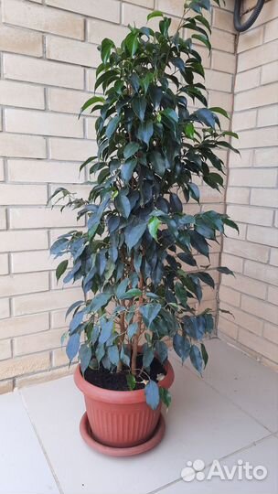 Фикус Бенджамина