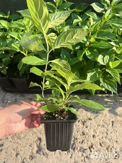 Гортензии метельчатые