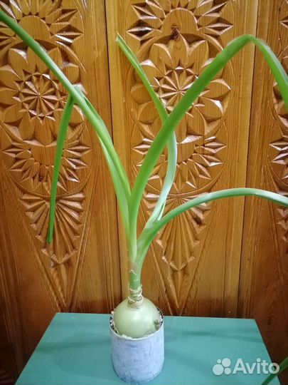 Птицемлечник хвостатый, Индийский лук