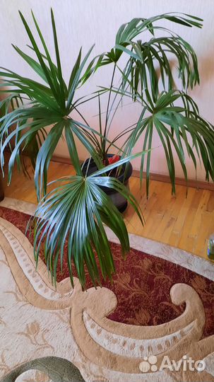 Пальма веерная