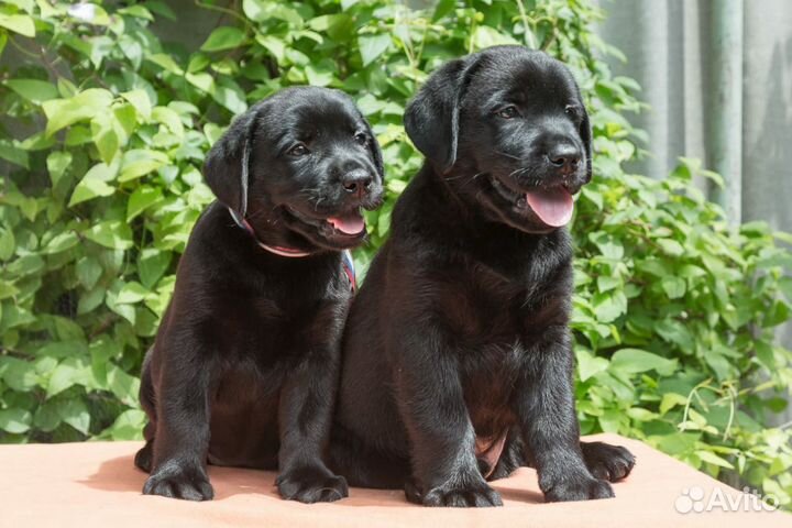 Щенки от Чемпионов