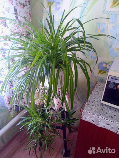 Хлорофитум