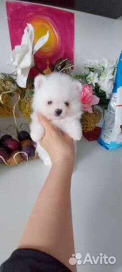 Померанский шпиц щенки