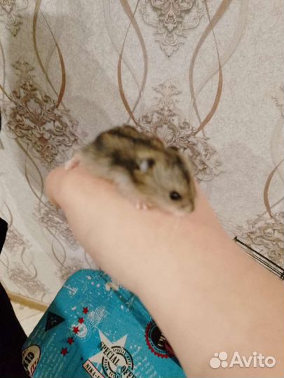 Джунгарский хомяк бесплатно