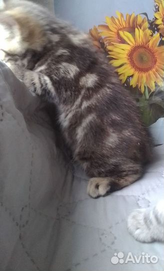 Британские котята