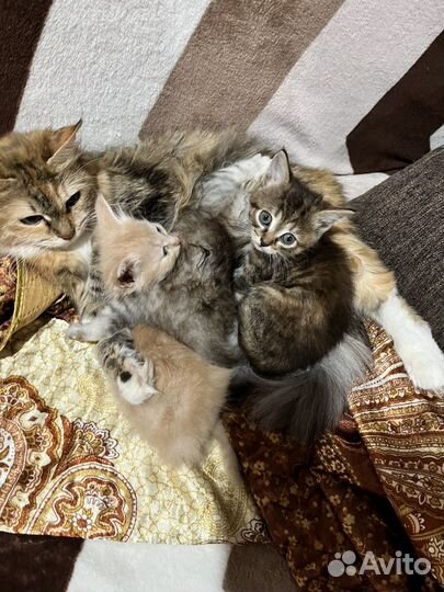 Кошка в дар бесплатно