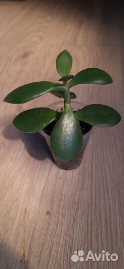 Денежное дерево красула толстянка