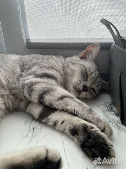 Кошечка ищет дом