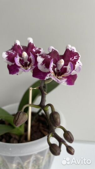 Орхидея фаленопсис бабочка