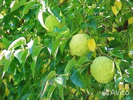 Маклюра семена и саженцы