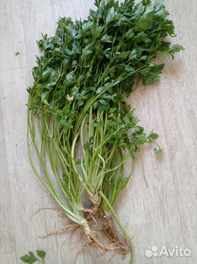 Свежая зелень со своей дачи