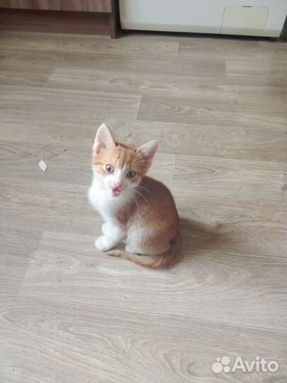 Кошка в дар