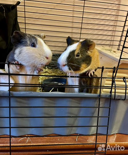 Морские свинки