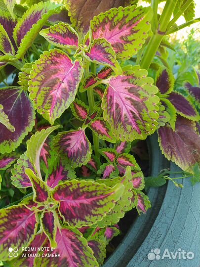 Колеусы вегетативные